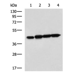 DAP3 rabbit polyclonal antibody