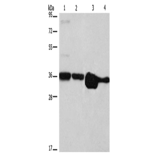 ELAVL1 rabbit polyclonal antibody