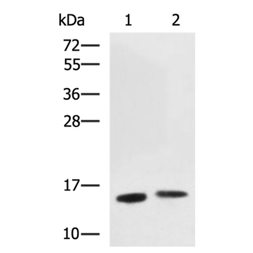 LGALS2 rabbit polyclonal antibody