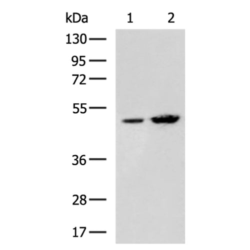 GDF9 rabbit polyclonal antibody