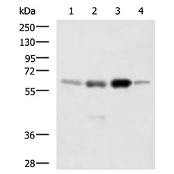 HDAC1 rabbit polyclonal antibody