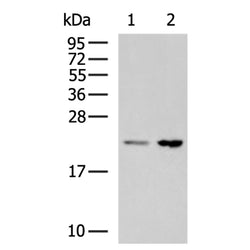 IL18 rabbit polyclonal antibody