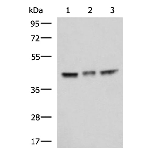 MAPK8 rabbit polyclonal antibody
