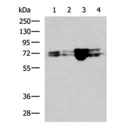 LMNA rabbit polyclonal antibody