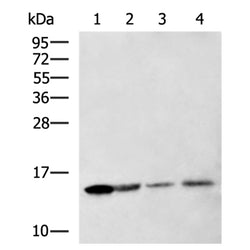 LYZ rabbit polyclonal antibody