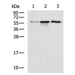 LYVE1 rabbit polyclonal antibody