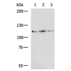 NFATC1 rabbit polyclonal antibody
