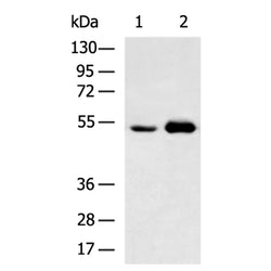 POU2F2 rabbit polyclonal antibody