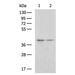 MAP2K3 rabbit polyclonal antibody
