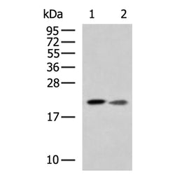 FAM3A rabbit polyclonal antibody