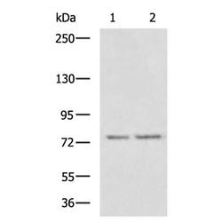 CDH3 rabbit polyclonal antibody