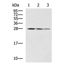 PDCD10 rabbit polyclonal antibody