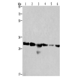 PHB rabbit polyclonal antibody