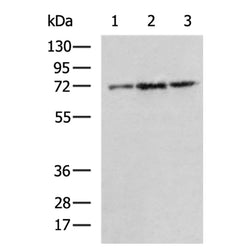 PTPN11 rabbit polyclonal antibody
