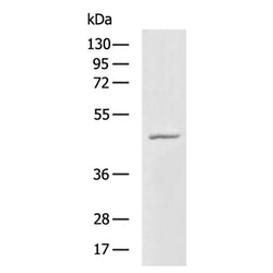 SIRT2 rabbit polyclonal antibody