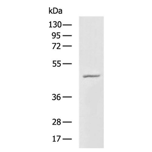 SIRT2 rabbit polyclonal antibody