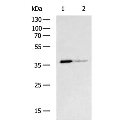 SPARC rabbit polyclonal antibody
