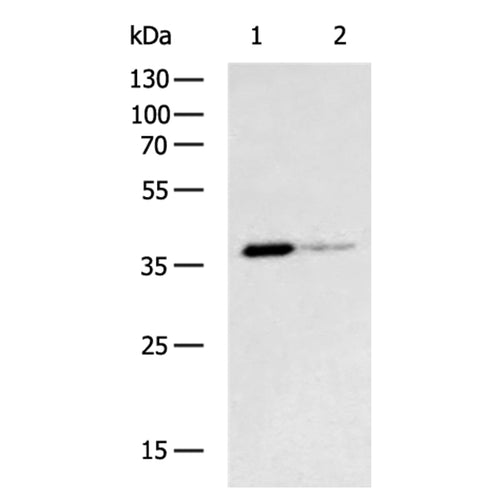 SPARC rabbit polyclonal antibody