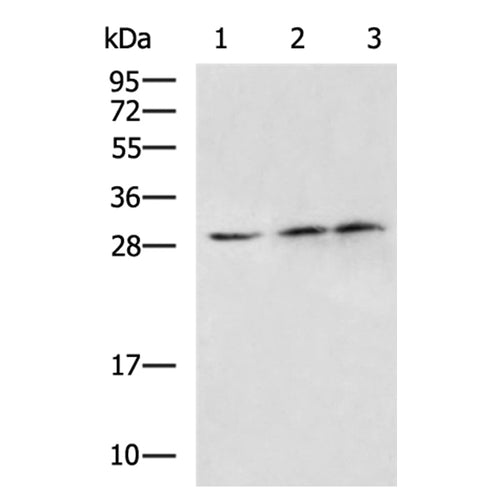 SPIN4 rabbit polyclonal antibody