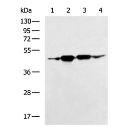 ACTRT1 rabbit polyclonal antibody