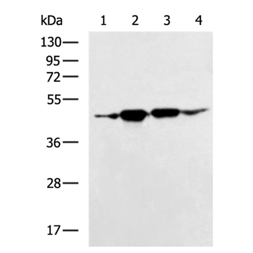 ACTRT1 rabbit polyclonal antibody