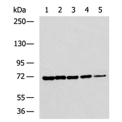 ADAM15 rabbit polyclonal antibody