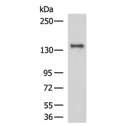 FLT3 rabbit polyclonal antibody