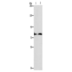 ASAH2 rabbit polyclonal antibody