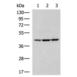BCAT2 rabbit polyclonal antibody