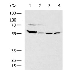CAT rabbit polyclonal antibody