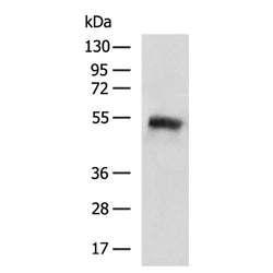SIGLEC9 rabbit polyclonal antibody
