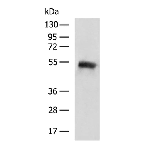 SIGLEC9 rabbit polyclonal antibody