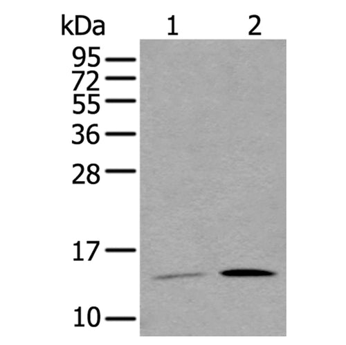 CGA rabbit polyclonal antibody