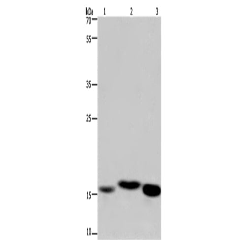 CYB5A rabbit polyclonal antibody