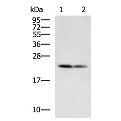 DDIT4 rabbit polyclonal antibody
