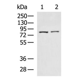 FAP rabbit polyclonal antibody