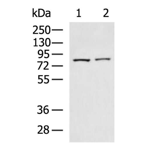 FAP rabbit polyclonal antibody