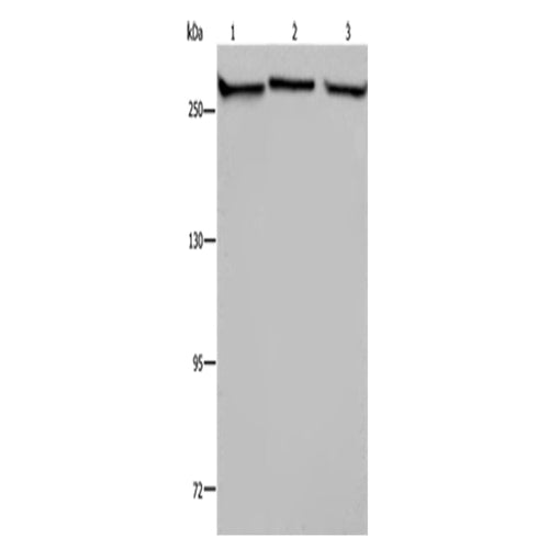 FLNA rabbit polyclonal antibody