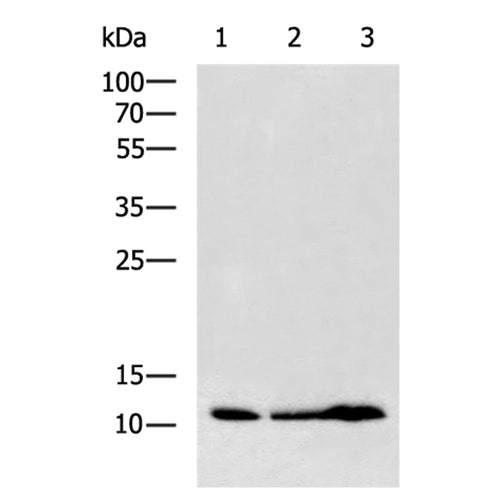 H4C16 rabbit polyclonal antibody