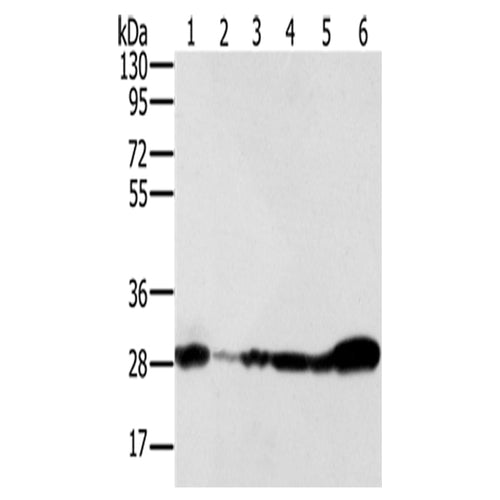 NDUFS3 rabbit polyclonal antibody