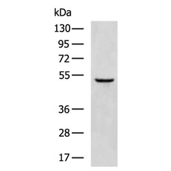 TMPRSS2 rabbit polyclonal antibody