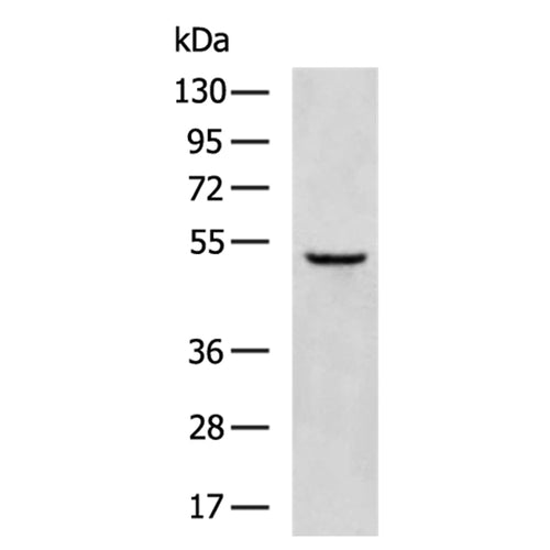 TMPRSS2 rabbit polyclonal antibody