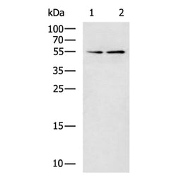 RMDN3 rabbit polyclonal antibody