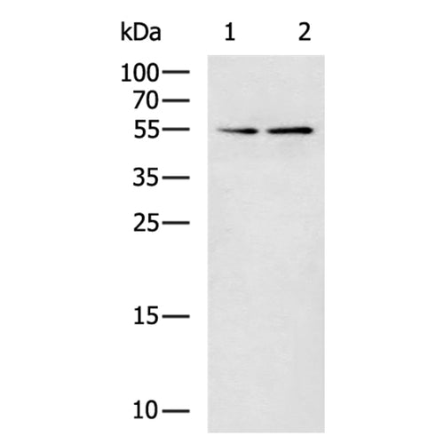 RMDN3 rabbit polyclonal antibody