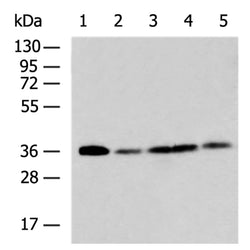STX12 rabbit polyclonal antibody