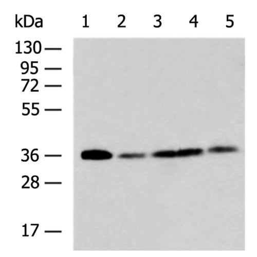 STX12 rabbit polyclonal antibody