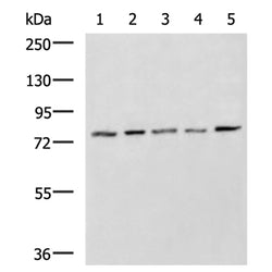 MAP3K7 rabbit polyclonal antibody