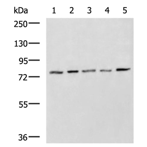 MAP3K7 rabbit polyclonal antibody