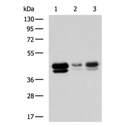 TIA1 rabbit polyclonal antibody
