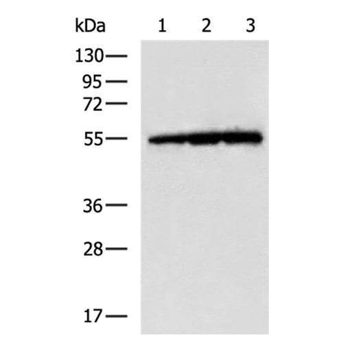 TUBA1C rabbit polyclonal antibody